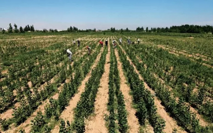 库布齐沙漠 库布齐沙漠