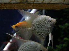 白神仙鱼 白神仙鱼