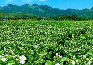 茉莉花田 茉莉花田