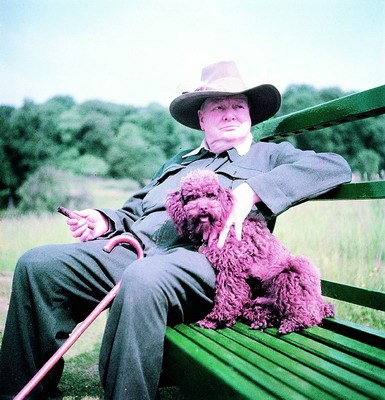 丘吉尔与爱犬 丘吉尔与爱犬