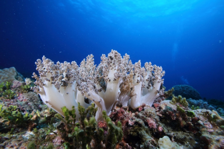 西沙中建岛附近的软珊瑚 西沙中建岛附近的软珊瑚