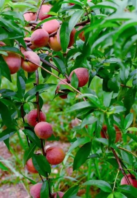 保安狗血桃 保安狗血桃