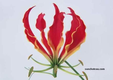 胭脂虫栎 胭脂虫栎