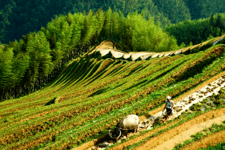 梯田风光 梯田风光