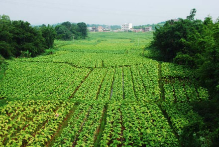 南雄黄烟 南雄黄烟