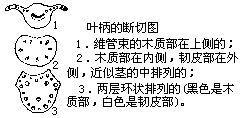 叶柄的位置所在 叶柄的位置所在