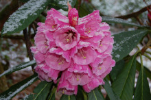 大树杜鹃 大树杜鹃