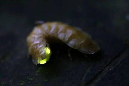 萤火虫 萤火虫