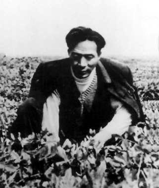 焦裕禄在田间劳动 焦裕禄在田间劳动