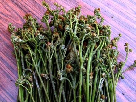 伊春特色蕨菜 伊春特色蕨菜