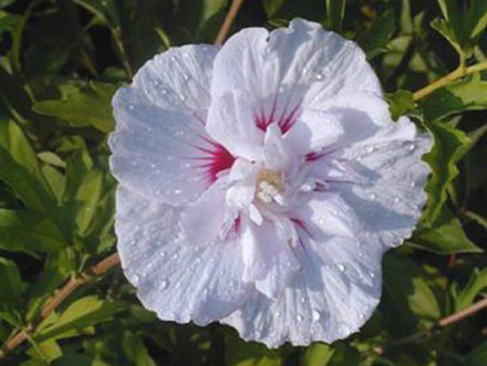 白花重瓣木槿(变型) 白花重瓣木槿(变型)