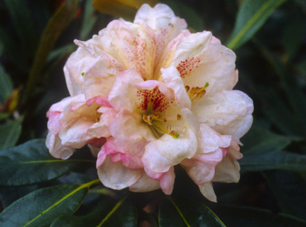 毛枝棕背杜鹃(变种) 毛枝棕背杜鹃(变种)