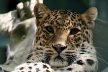 印度花豹 印度花豹