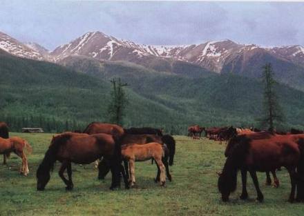 阿尔泰山下的牧群
阿尔泰山下的牧群