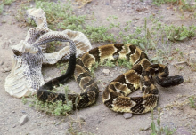 蛇的蜕皮现象 蛇的蜕皮现象