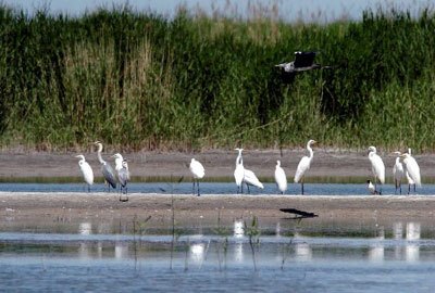 博斯腾湖 博斯腾湖