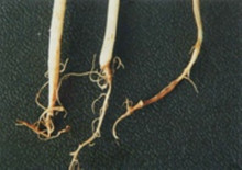 发病的根茎 发病的根茎