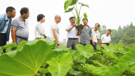 靖江香沙芋 靖江香沙芋