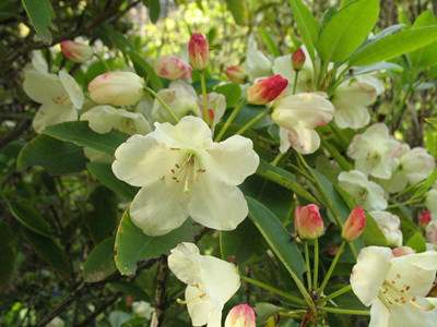 黄杯杜鹃 黄杯杜鹃