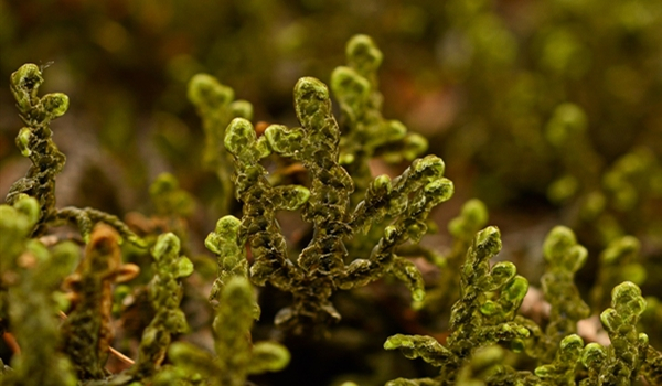 耳坠苔(Ascidiotablepharophylla)生境