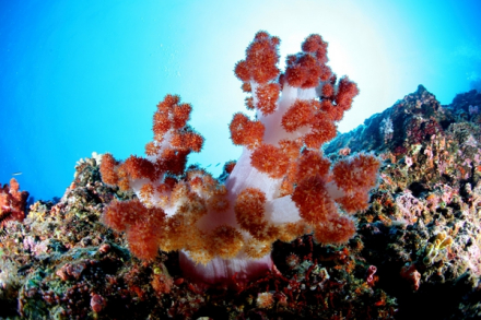 水下珊瑚 水下珊瑚