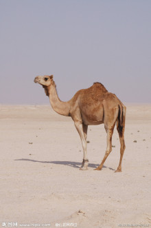 真兽亚纲动物骆驼 真兽亚纲动物骆驼