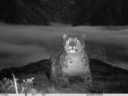 拍摄到的雪豹 拍摄到的雪豹