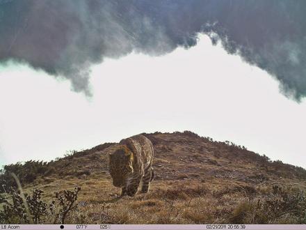拍摄到的豹 拍摄到的豹