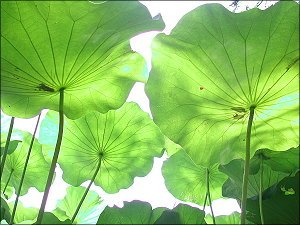 李珣作品 李珣作品