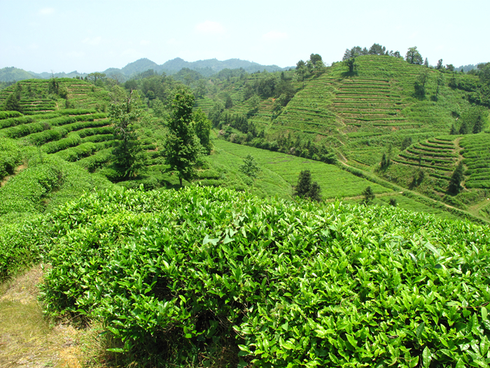 祁门茶园