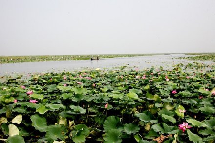 洪湖蓝田生态旅游风景区 洪湖蓝田生态旅游风景区
