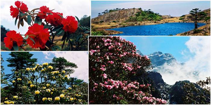 轿子雪山 轿子雪山