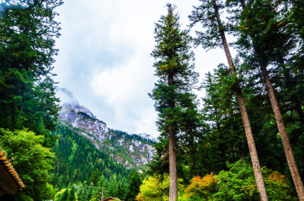 原始森林 原始森林