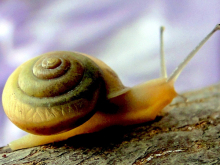 蜗牛 蜗牛