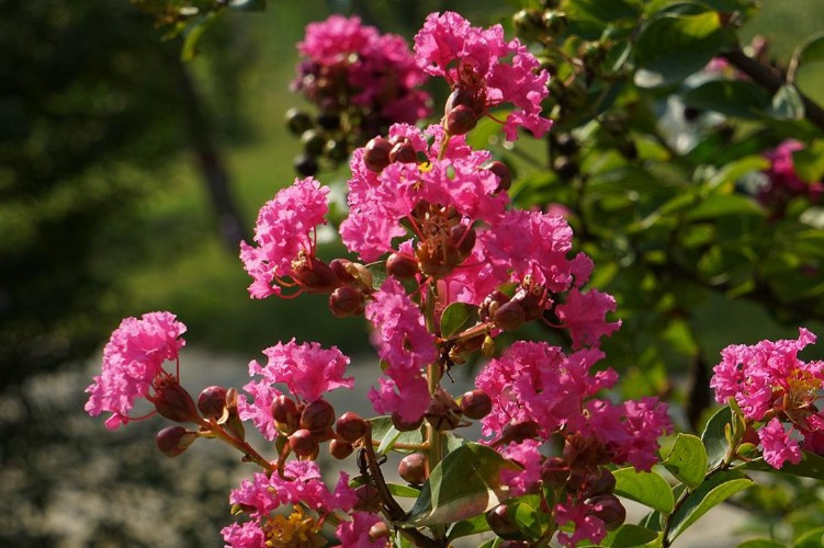 安康市市花紫薇