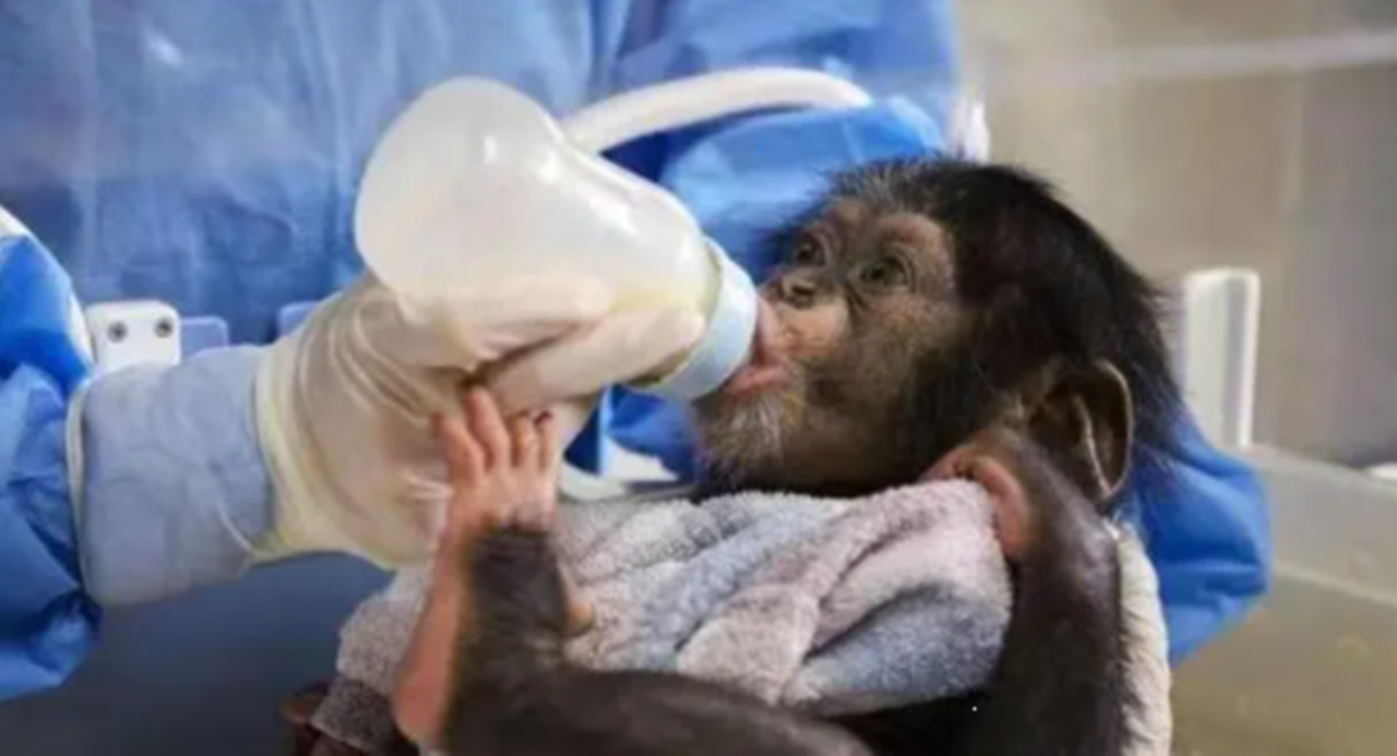 人工养黑猩猩
