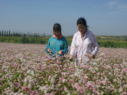 盐池县荞麦花 盐池县荞麦花