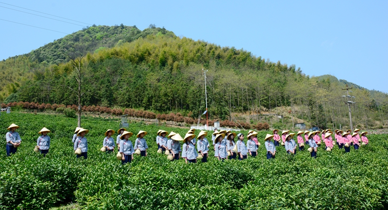 “泾县兰香”汀溪采茶节
