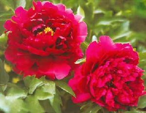 洛阳牡丹 洛阳牡丹