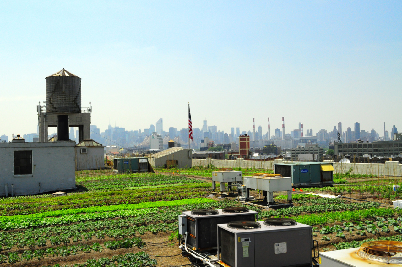 纽约都市农业（布鲁克林区楼顶城市农场）