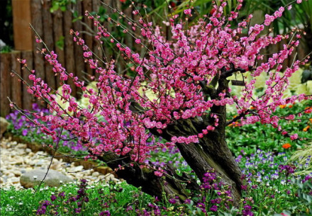 无锡梅园 无锡梅园