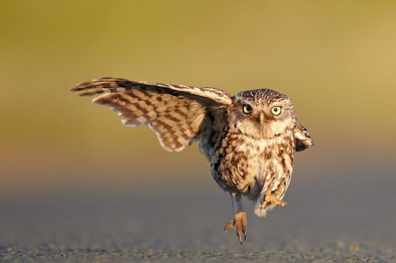 镜头前的猫头鹰 镜头前的猫头鹰