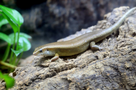 中华石龙子 中华石龙子