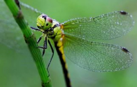 蜻蜓稚虫蛋白质含量与猪肉、牛奶、鸡蛋蛋白含量的对比 蜻蜓稚虫蛋白质含量与猪肉、牛奶、鸡蛋蛋白含量的对比