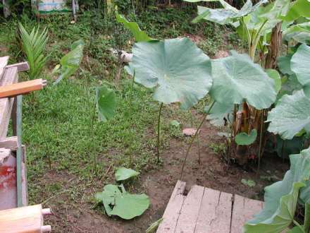 荷花的叶柄很长 荷花的叶柄很长