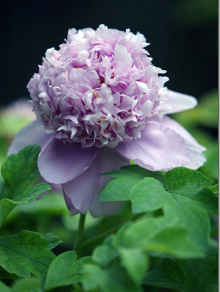 洛阳牡丹 洛阳牡丹