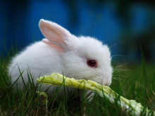 小白兔 小白兔