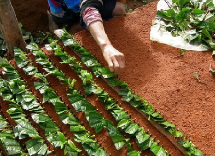 扦插繁殖现场 扦插繁殖现场