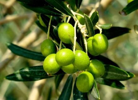油橄榄 油橄榄