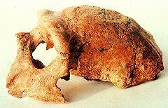 南京猿人头盖骨 南京猿人头盖骨